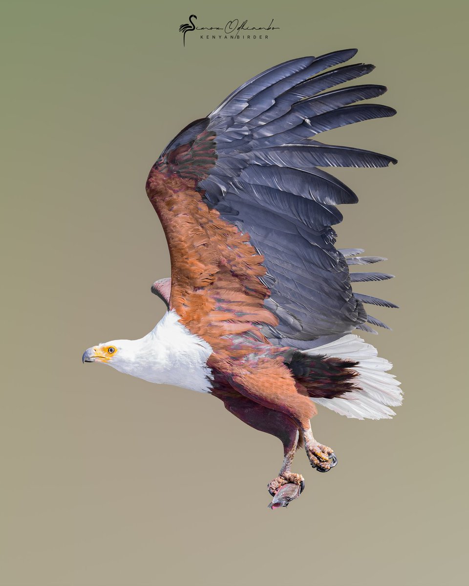 Kenyabirder's tweet image. African Fish Eagle in Naivasha