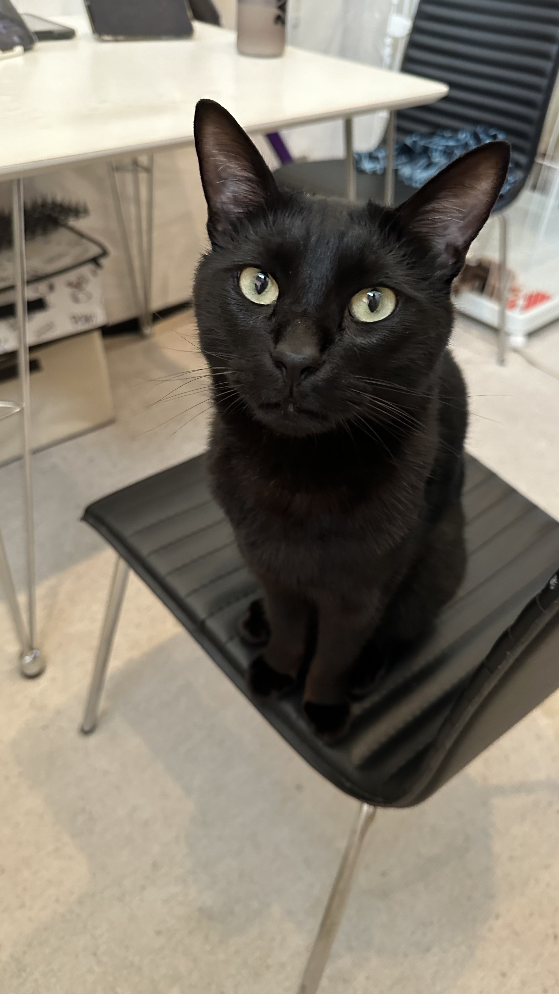 最初の  黒猫トニー on  X: その他