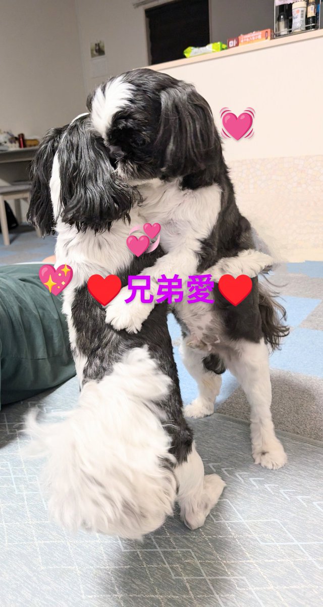thumb_up_93's tweet photo. 素晴らしい兄弟愛♥️
抱き締めあってる🤣
#シーズー　＃白黒兄弟
#兄弟愛　#多頭飼い　
#犬好きな人と繋がりたい https://t.co/kRffLgZBEw