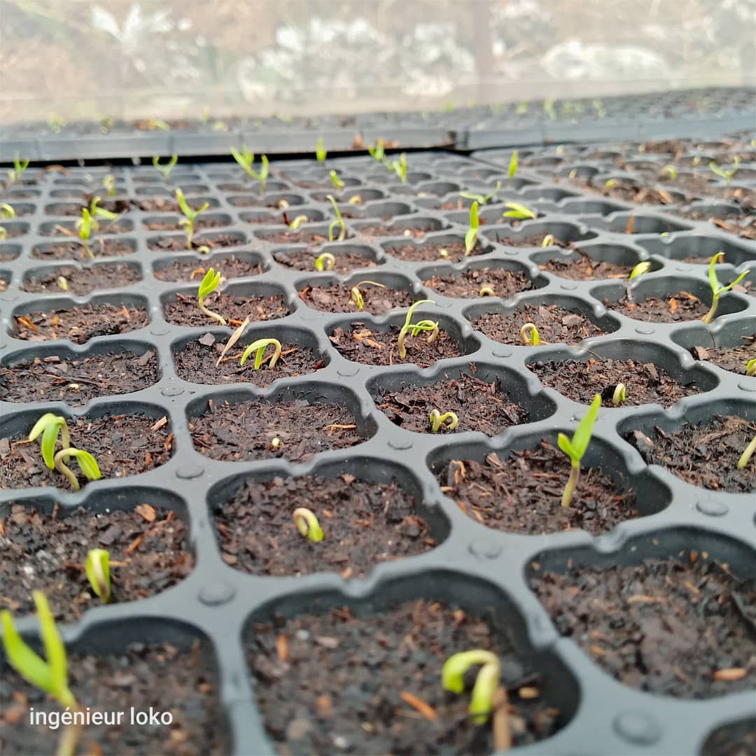 mabele_farming's tweet photo. Dans le laboratoire agricole de MabeleAgric, la vie prend forme.

Nous révolutionnons l'agriculture en RDC https://t.co/91CGstDC04