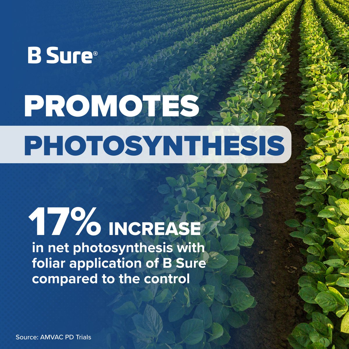 Foliar application of B Sure biostimulant helps boost net photosynthesis compared to untreated crops, helping plants grow stronger and recover faster under stress. 

Discover how BSure supports healthier, more productive crops across your acres at amvac.com/products/b-sure