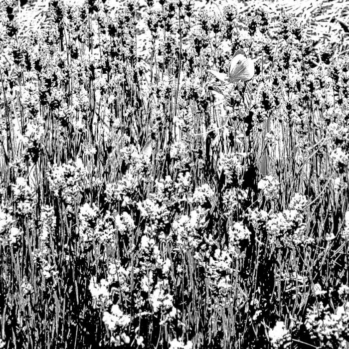 New interview with Minneapolis experimental supergroup NYMPHS about their debut longform work 'silently' - listen wherever podcasts are sold.

pca.st/episode/f55458…

somewherenicesomeday.bandcamp.com/album/silently…