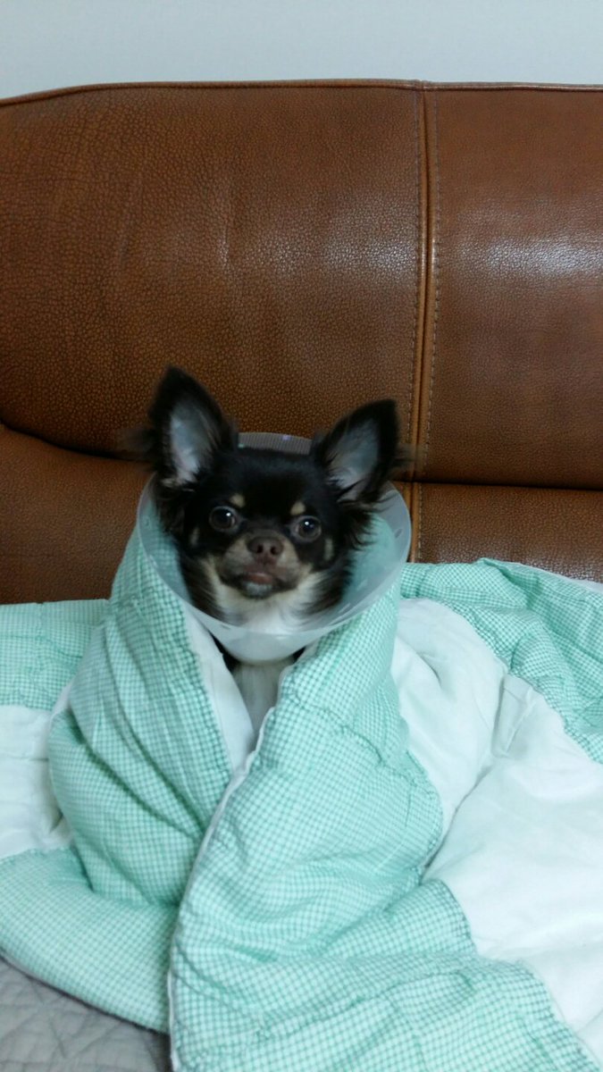 17kkami17's tweet photo. #chihuahua #kkami #dog #チワワ https://t.co/mfyg0gmkn0