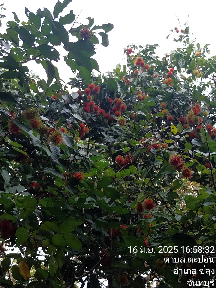 AAui210490's tweet photo. ฤดูผลไม้เมืองจันท์ที่กำลังจะหมดไป พร้อมกับคราบน้ำตาของชาวสวน ปีนี้เป็นปีที่สาหัสที่สุดของชาวสวน 🤣🤣🤣 https://t.co/aRiCFq3JPD