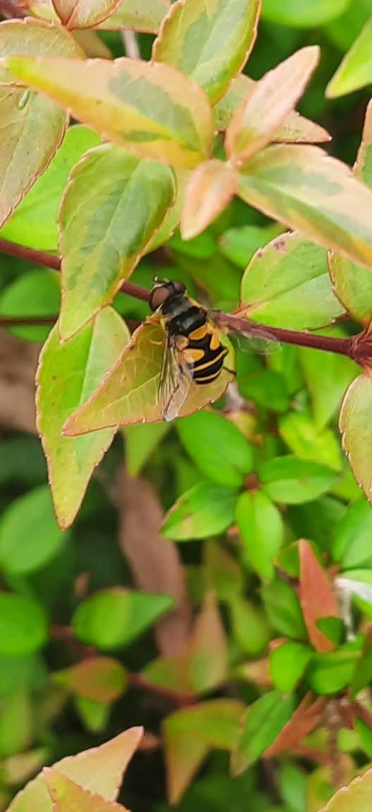 DinVB663's tweet photo. Some kind of little bee doing some kind of little bee things. #SheLived https://t.co/dVmcXkemzc
