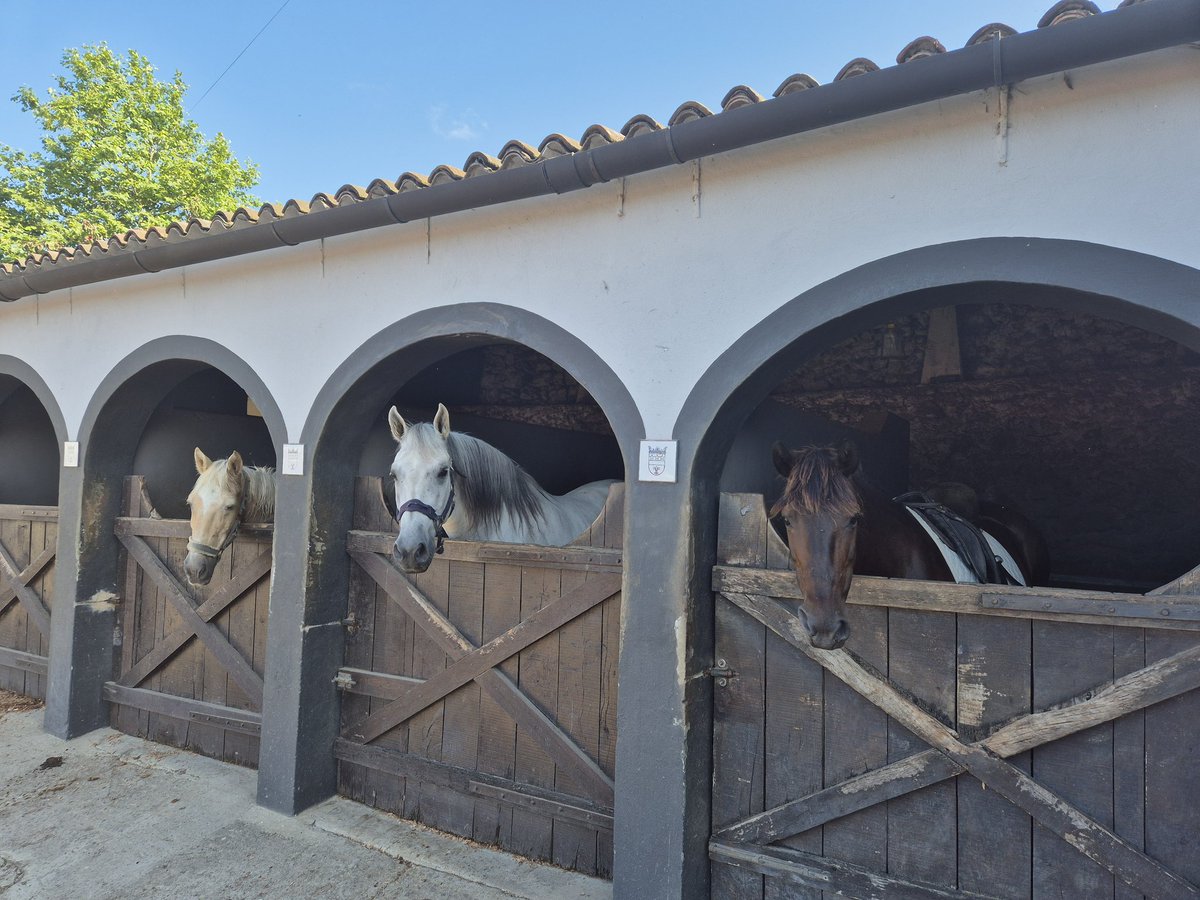Bom Dia 👋🐎 #azores #saomiguel