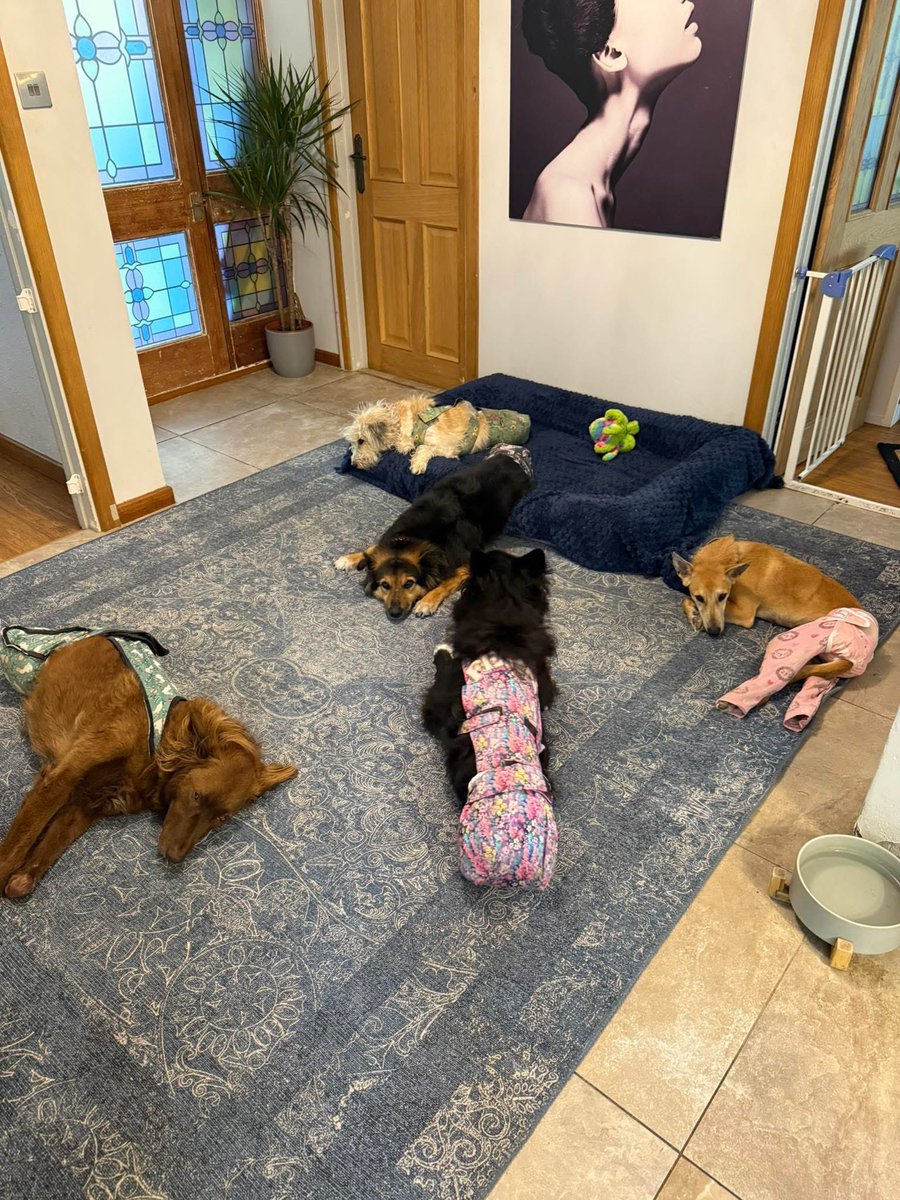 Little Nellie is definitely going to want a home with another doggie 🐶🥺 she’s never far from their side #florisfriendsrescue #AdoptDontShop #RescueDogs #paralyseddogs #wheelchairdogs #RescueOnly