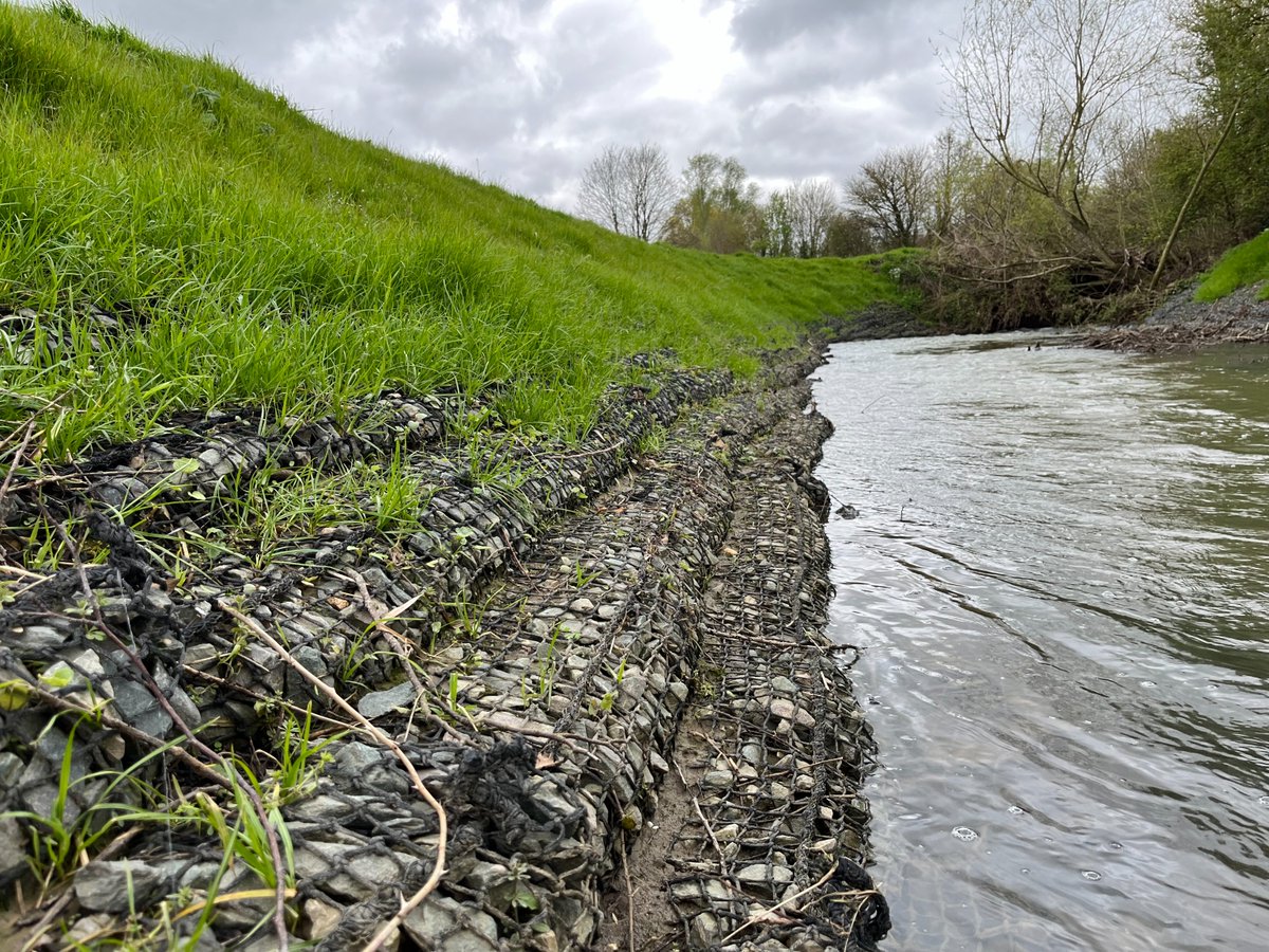 🌱 Six months with Rock Rolls &amp; Mattresses, the site is fully vegetated! Call 01386 881 493 info@greenfix.co.uk #RockRolls #RiverRestoration #ScourProtection