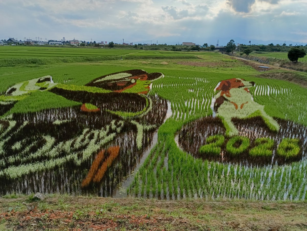 113uWY8ile8wppT's tweet photo. Ohtani-saaaaan🙋
Here's a message of support for your rice paddy art work from my hometown Iwate! With a decopin 😘.
Now is the best time to see them !😉

#shoheiohtani
#MLB
#doders
#decopin
#ricefieldart https://t.co/EXBIgOq8ww