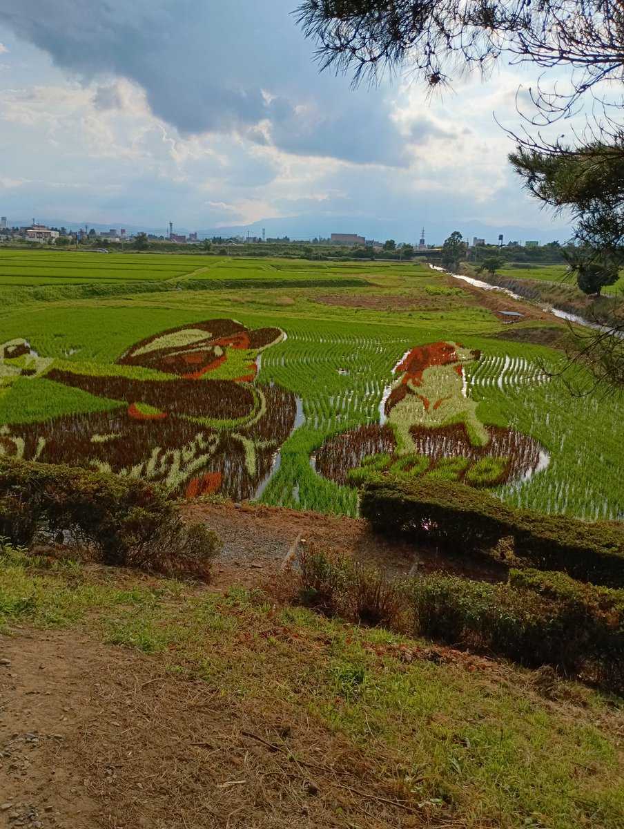 113uWY8ile8wppT's tweet photo. Ohtani-saaaaan🙋
Here's a message of support for your rice paddy art work from my hometown Iwate! With a decopin 😘.
Now is the best time to see them !😉

#shoheiohtani
#MLB
#doders
#decopin
#ricefieldart https://t.co/EXBIgOq8ww