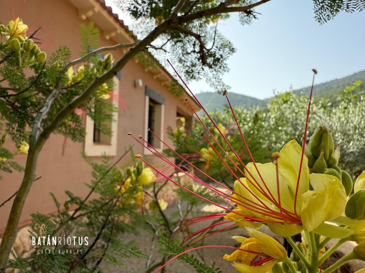 BatanRioTus's tweet photo. 📷 A pesar del calor, el verano sigue floreciendo en Batán Río Tus.
Nuestros cactus siguen sorprendiendo con sus colores, y alguna que otra planta aún se resiste a despedirse del esplendor estival.
#BatanRioTus #FloresDeVerano #TurismoRural #RíoTus #EscapadaNatural https://t.co/nEQJV2Oppr