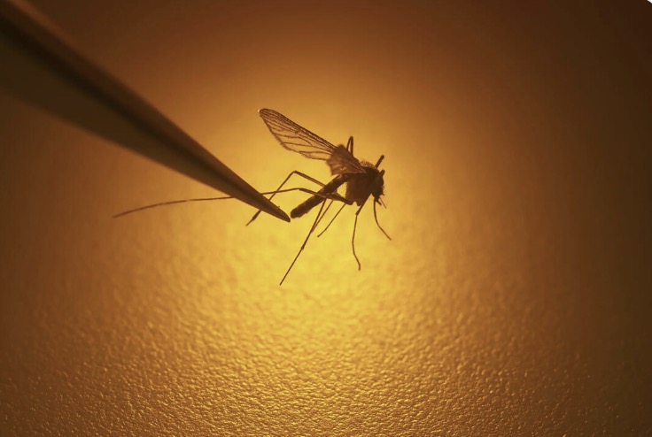 🦠🌡️ Le changement climatique modifie la géographie des maladies infectieuses
Des maladies autrefois limitées aux zones tropicales, comme le paludisme, la dengue et Zika, se propagent maintenant dans des régions + tempérées, y compris en Europe

ow.ly/kEaG50WjvJ6
