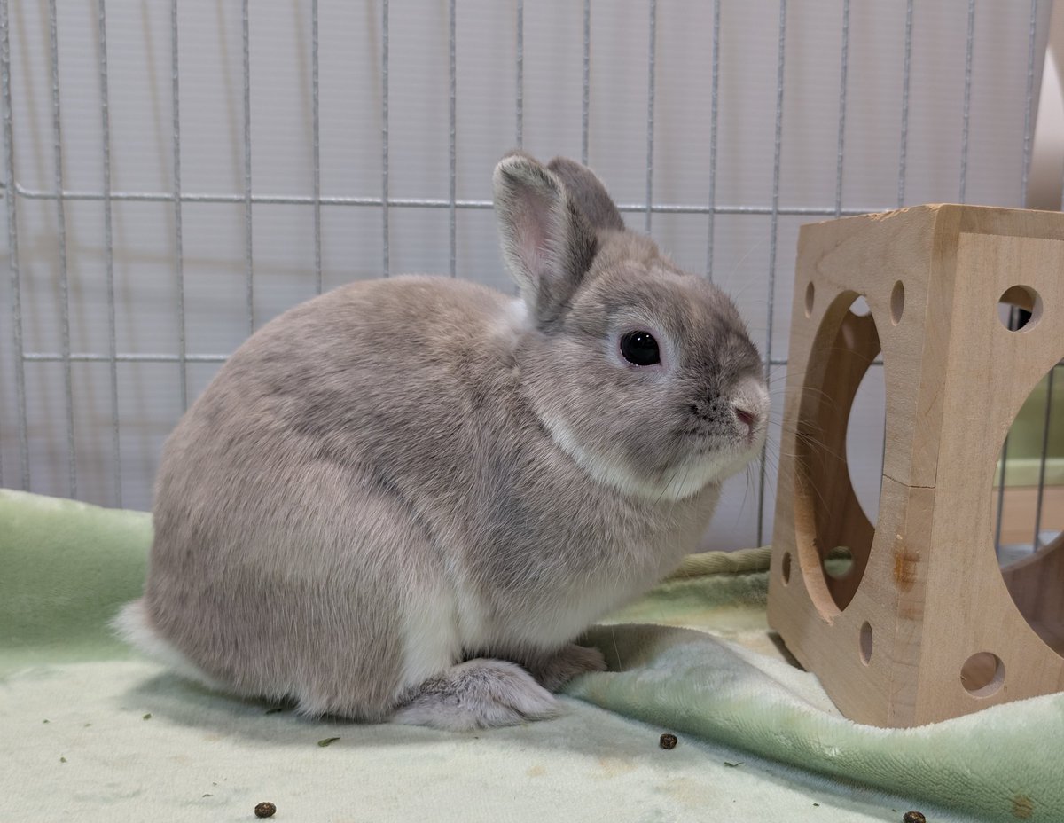 Amazon｜[LSDZW] 特大 うさぎ ウサギ 人形 抱き枕 兎 かわいい