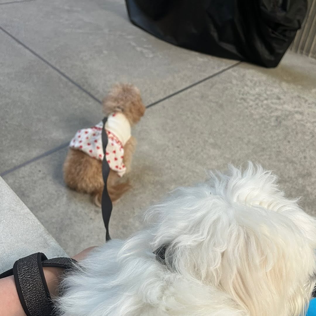 kkuma's new sister, bam! OMG 🥹

choi gunbam (chestnut) 
choi kkuma (sweet potato)