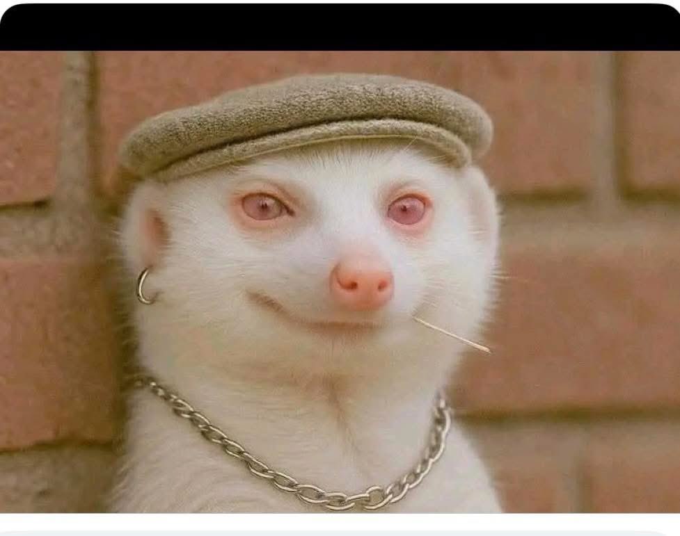 OPEN LETTER TO THE FOUNDING FATHERS OF NIGERIA’S ‘FRESH’ POLITICAL PARTY

Dear Elders, Reformers, and Serial Contestants,

Greetings to you all, veterans of Nigeria’s political enterprise, defenders of democracy (when out of office), and self-declared architects of national