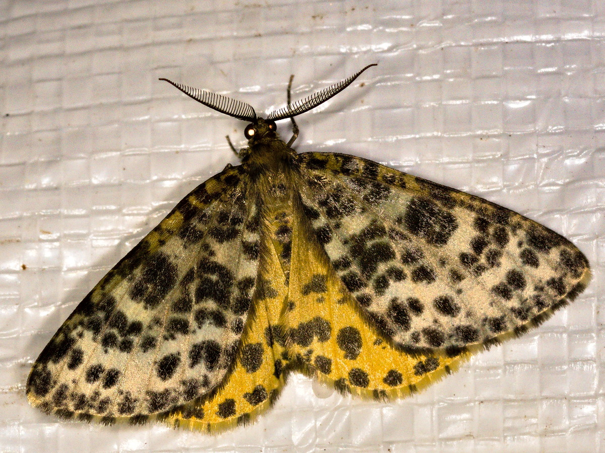 Ein Überraschungsfund im Garten. Der Rauschbeerenspanner Arichanna melanaria.