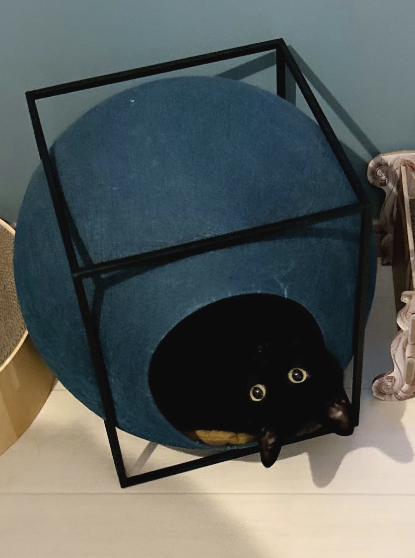 nkknrk's tweet image. 猫、呼んだら前衛的な現れ方してた