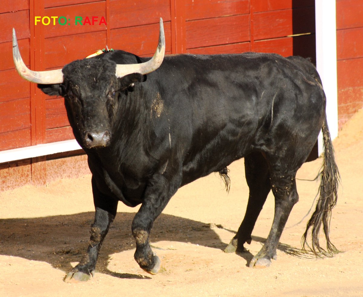 toristadelvalle's tweet image. 📝 "Cónico-89"
🐂 Conde de la Corte
📅 15/08/2024

Gran presentación. Mal picado, apretó pero con la cara arriba, pasable. Duro en la muleta. Con parte del público entregado, Jairo Miguel perdió trofeo por el bajonazo. Ovación.

📷 ToreoenRedHondo @PhilippeGilMir 
#Cenicientos