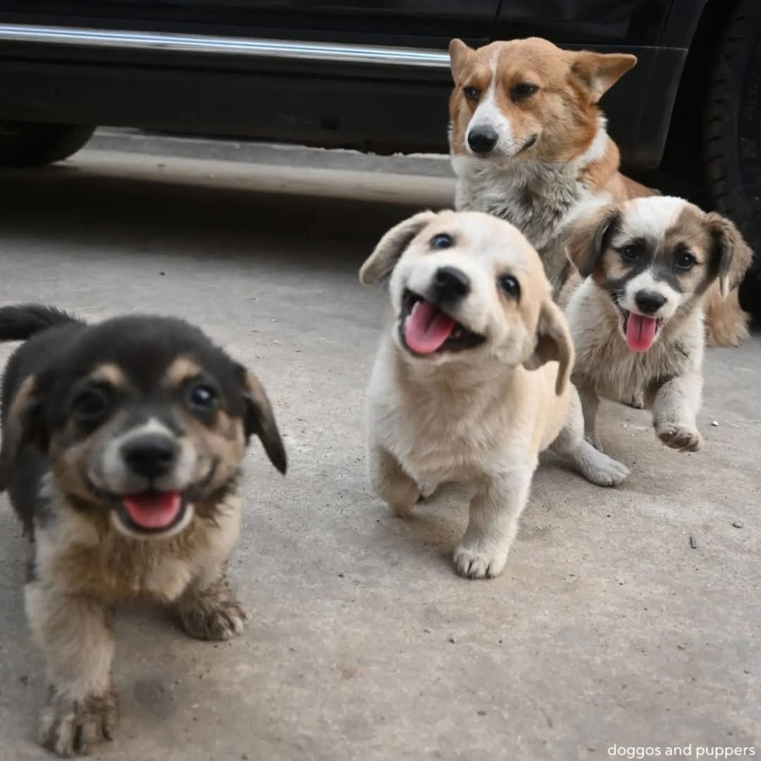 Puppies 🐶 tweet media