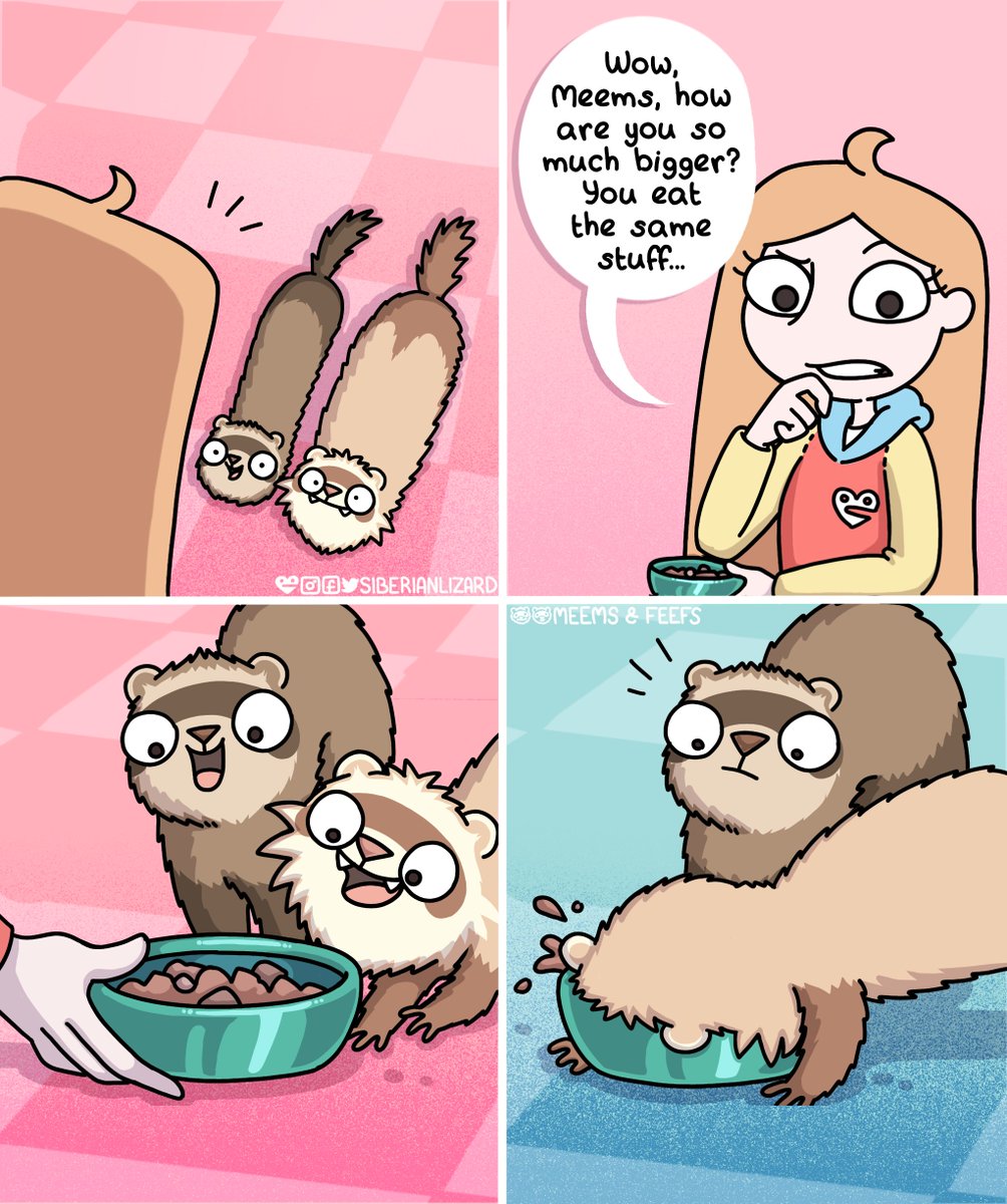 siberianlizard's tweet image. They get the same food. Meems simply… eats like it's a competition.🤨 #webcomic #ferrets