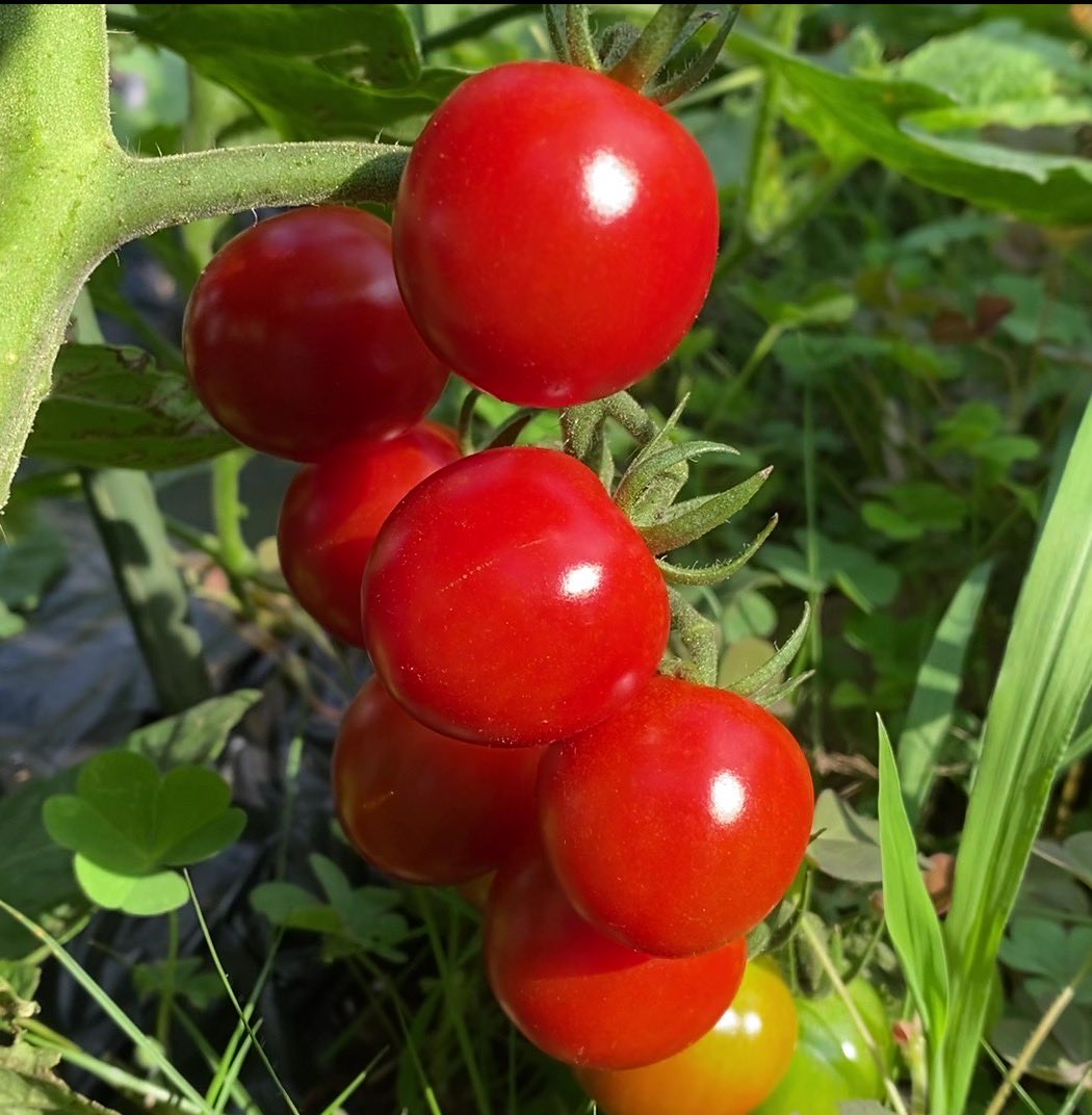 noringo_ringo's tweet photo. 家庭菜園の醍醐味は、ミニトマトを超完熟で収穫できること🍅 https://t.co/lD65cFb9oe