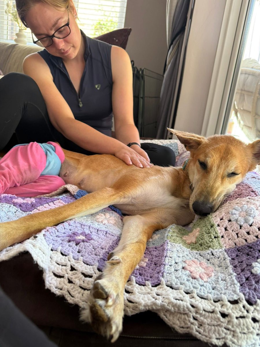 First physio session for Nellie #florisfriendsrescue #AdoptDontShop #RescueDog #RescueOnly #wheelchairdog