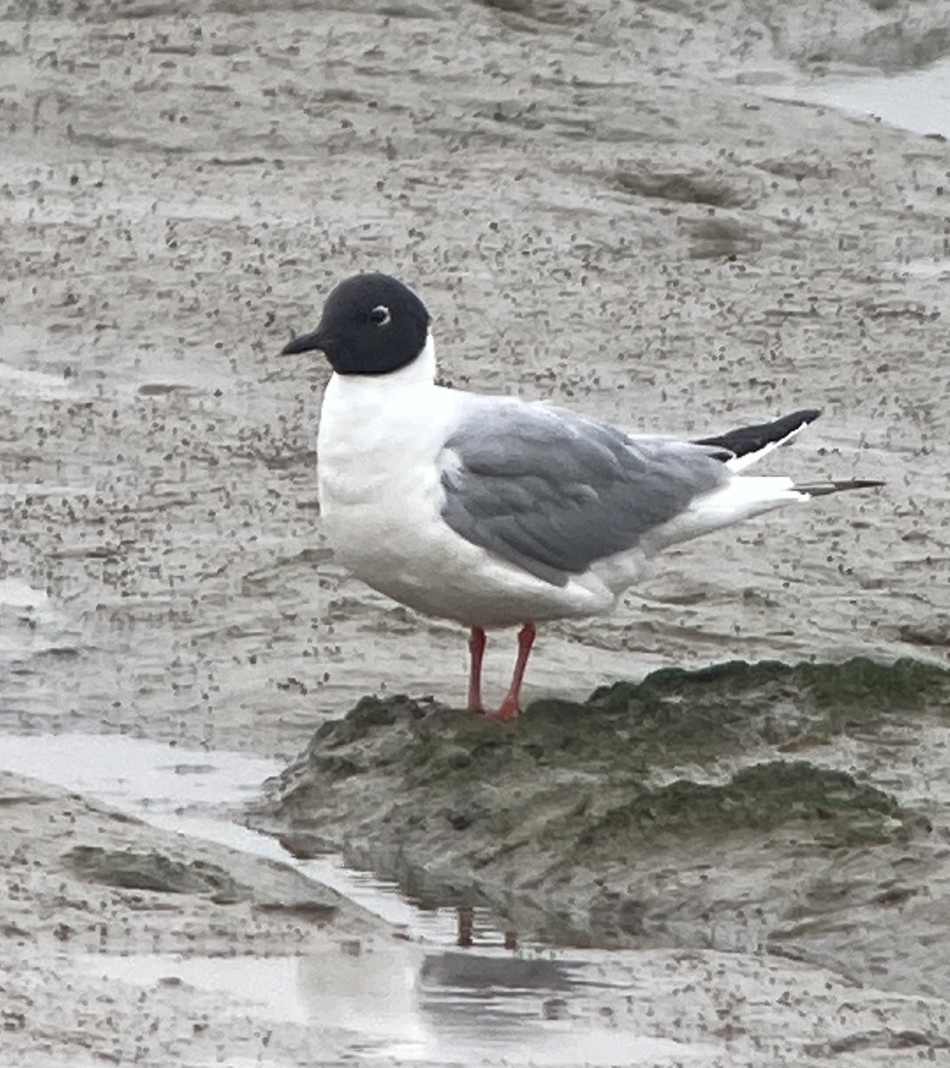 Delighted to see the Bonaparte’s Gull back  for it’s 13th year at Oare Marshes this morning 🎉🎉
(Found by Murray W)