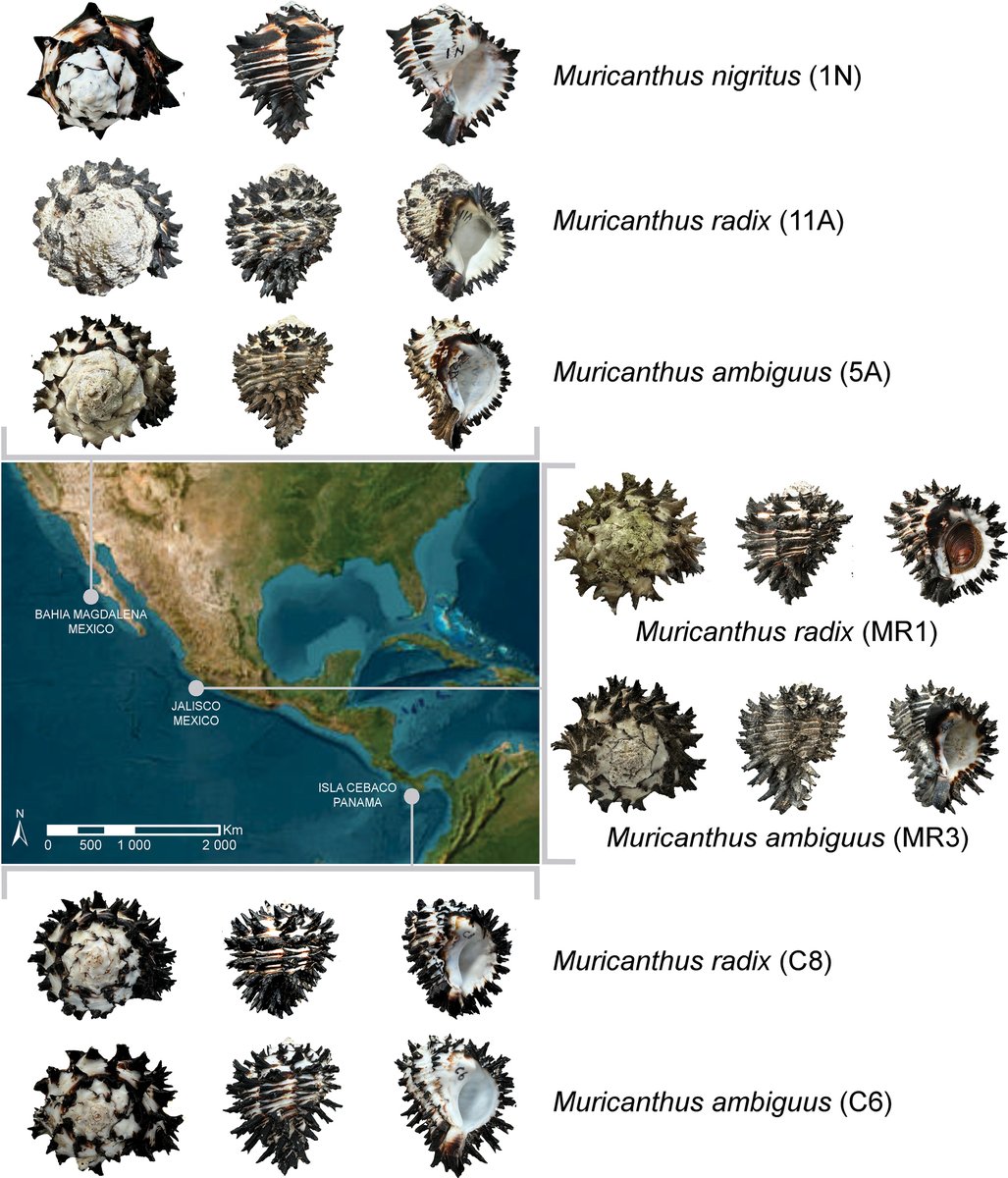 ZooKeys_Journal's tweet image. For the first time, phylogenetic relationships between the sea snails Muricanthus nigritus, M. ambiguus and M. radix are established.

Read more here: doi.org/10.3897/zookey…

#morphometrics #phylogeny #taxonomy @UPorto