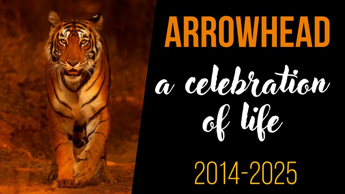 Latest video, this one celebrating the life of the amazing world superstar tiger Arrowhead. I talk over my top 10 images of her, with all the stories and a great museical slide show. Take a look and enjoy some tiger love - youtu.be/i4LOSlOBNvg