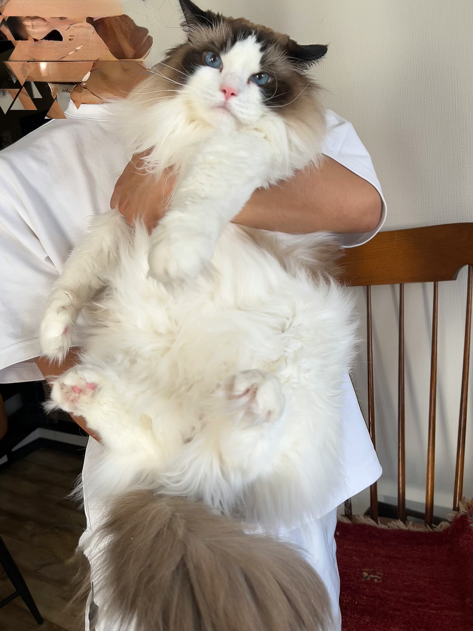 とろろねこ 猫麦とろろSHOP