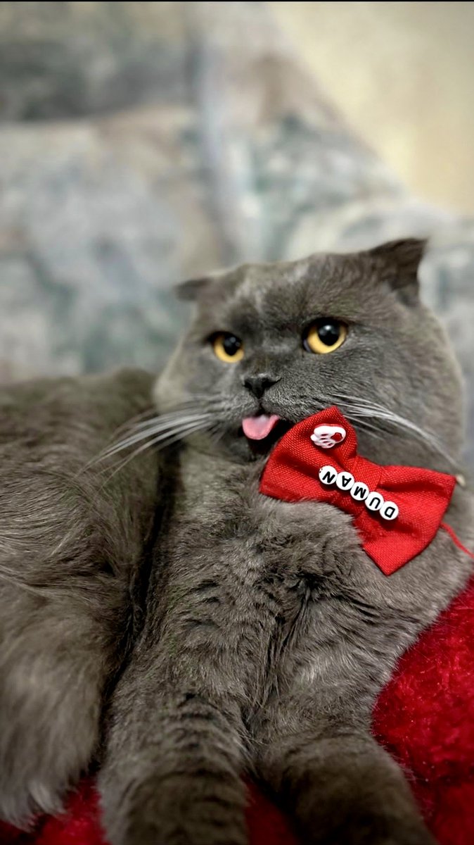 Mprlk1's tweet photo. İşten eve koşa koşa gitme sebebim😍😛 https://t.co/PaftcViA7S