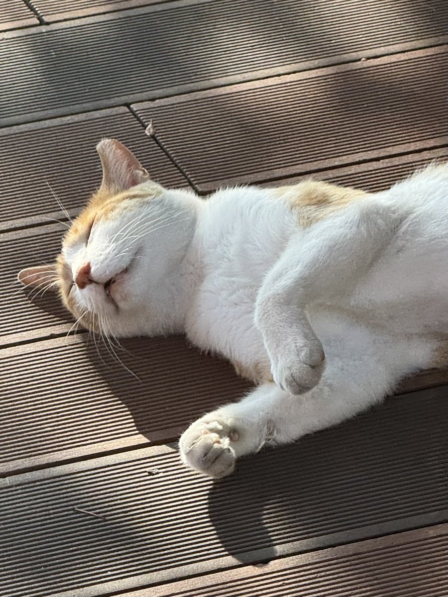piggybread_'s tweet image. 고양이 낮잠자는 게 너무 귀엽죠 (^。^)
앞다리 짧은 척, 티라노인 척하고 있지만 롱다리 고양이라는 건 숨길 수 없어요
당연해요 다리 길이가 돼지토끼의 2배예요.
