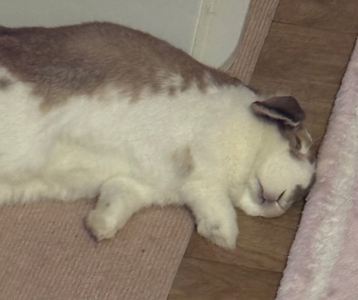 piggybread_'s tweet image. 고양이 낮잠자는 게 너무 귀엽죠 (^。^)
앞다리 짧은 척, 티라노인 척하고 있지만 롱다리 고양이라는 건 숨길 수 없어요
당연해요 다리 길이가 돼지토끼의 2배예요.