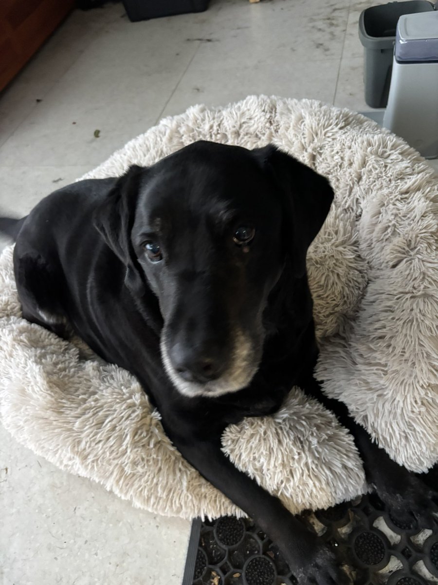 Puppy is missing his Nan 🥰