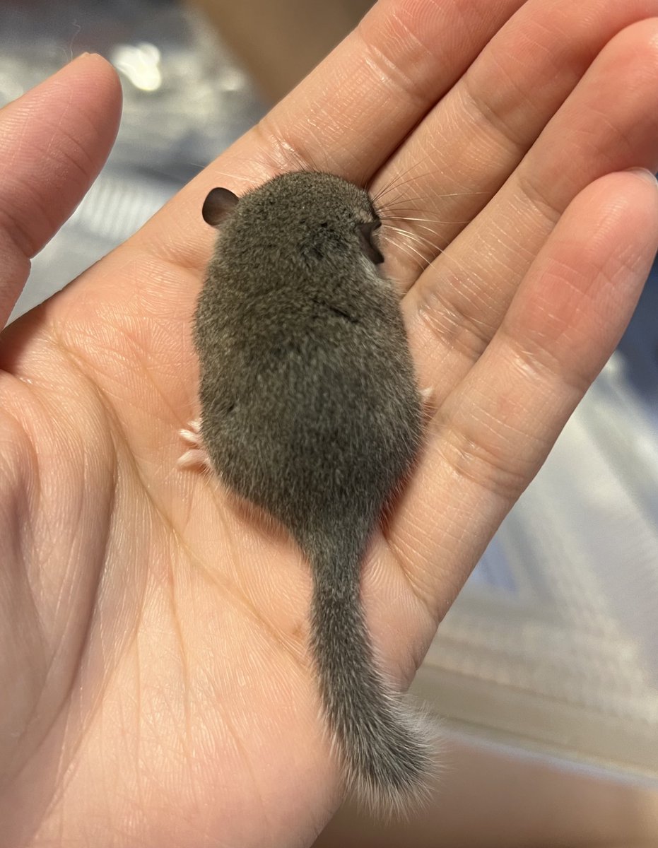 mg_inh_'s tweet photo. アフリカヤマネの��ビーがあまりにも可愛い
健やかに育ってくれていて飼い主嬉しい https://t.co/ADbumPeYxp