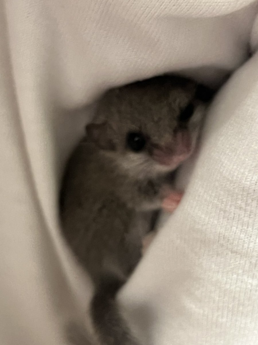 mg_inh_'s tweet photo. アフリカヤマネの��ビーがあまりにも可愛い
健やかに育ってくれていて飼い主嬉しい https://t.co/ADbumPeYxp