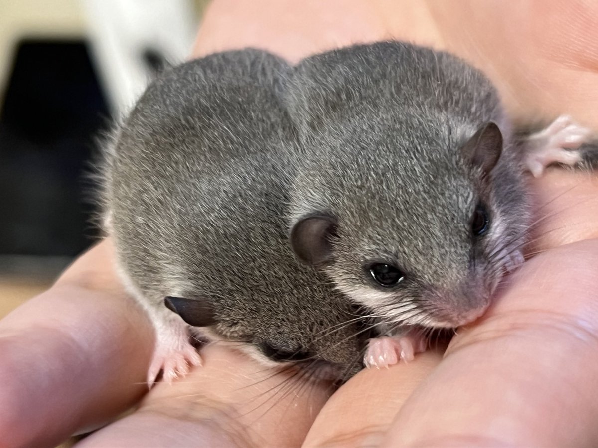 mg_inh_'s tweet photo. アフリカヤマネの��ビーがあまりにも可愛い
健やかに育ってくれていて飼い主嬉しい https://t.co/ADbumPeYxp