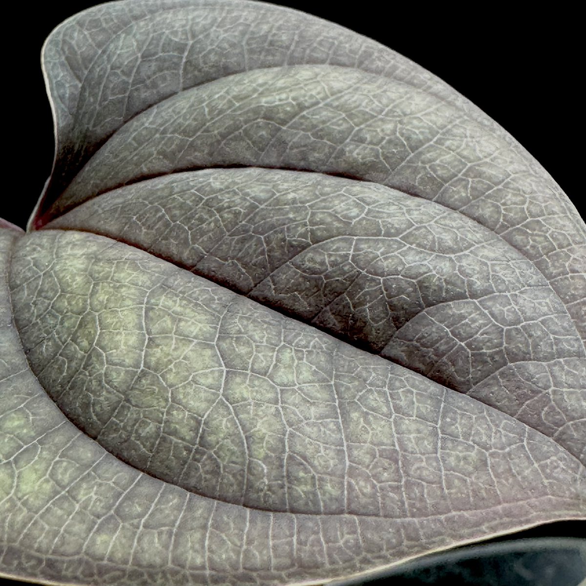 nativeforest1's tweet image. Piper sp. Chiang Rai

冬の間な眠っていましたが
遂に目覚めました
葉模様のいぶし銀 たまりません
店舗で販売中（オンラインご希望はDMにて）

#piper
#ピペル
#熱帯雨林植物
#熱帯植物
#観葉植物
#札幌
#札幌植物