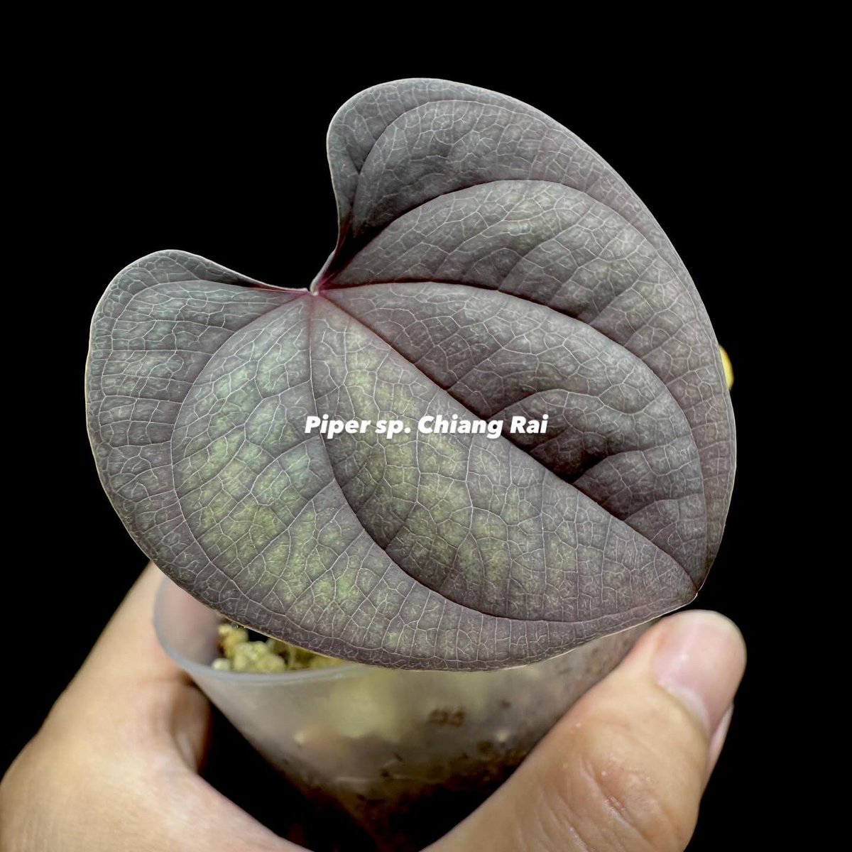 nativeforest1's tweet image. Piper sp. Chiang Rai

冬の間な眠っていましたが
遂に目覚めました
葉模様のいぶし銀 たまりません
店舗で販売中（オンラインご希望はDMにて）

#piper
#ピペル
#熱帯雨林植物
#熱帯植物
#観葉植物
#札幌
#札幌植物