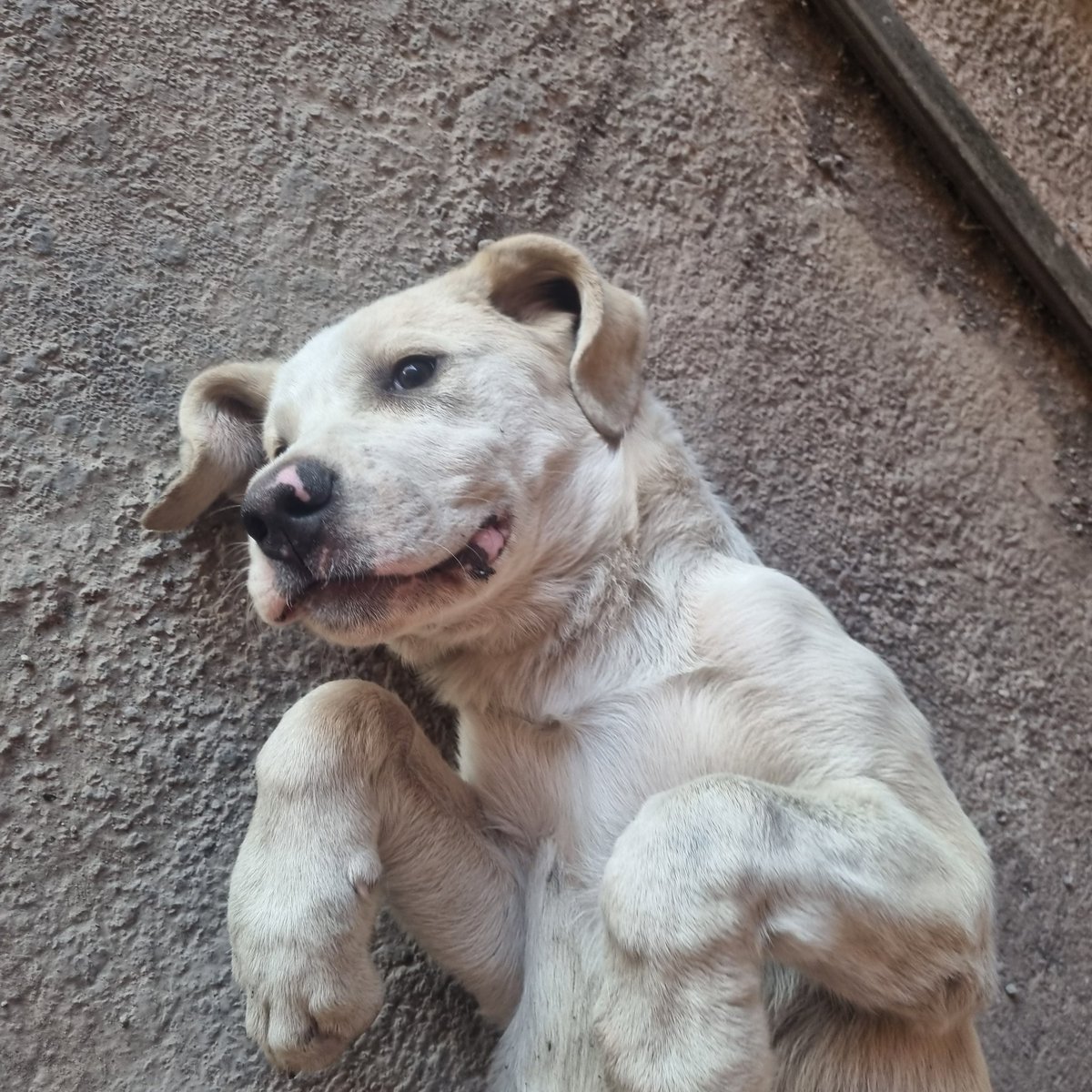 caroimmaginar's tweet photo. Questa stellina stupenda, futura modella, bionda naturale e fascino da vedere cerca casa! L'ho recuperata nello scorrimento veloce, al momento si trova in provincia di Catania. Fate girare per favore, spargete la voce, troviamole una casa ❤️ https://t.co/ZD3syiy2ZR