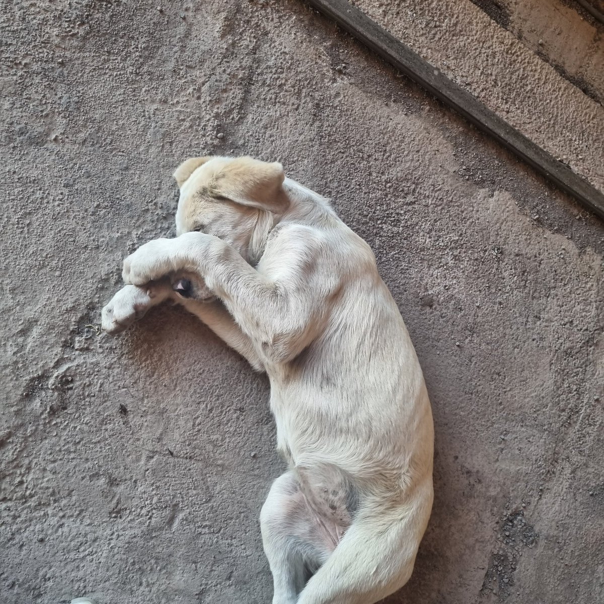 caroimmaginar's tweet photo. Questa stellina stupenda, futura modella, bionda naturale e fascino da vedere cerca casa! L'ho recuperata nello scorrimento veloce, al momento si trova in provincia di Catania. Fate girare per favore, spargete la voce, troviamole una casa ❤️ https://t.co/ZD3syiy2ZR