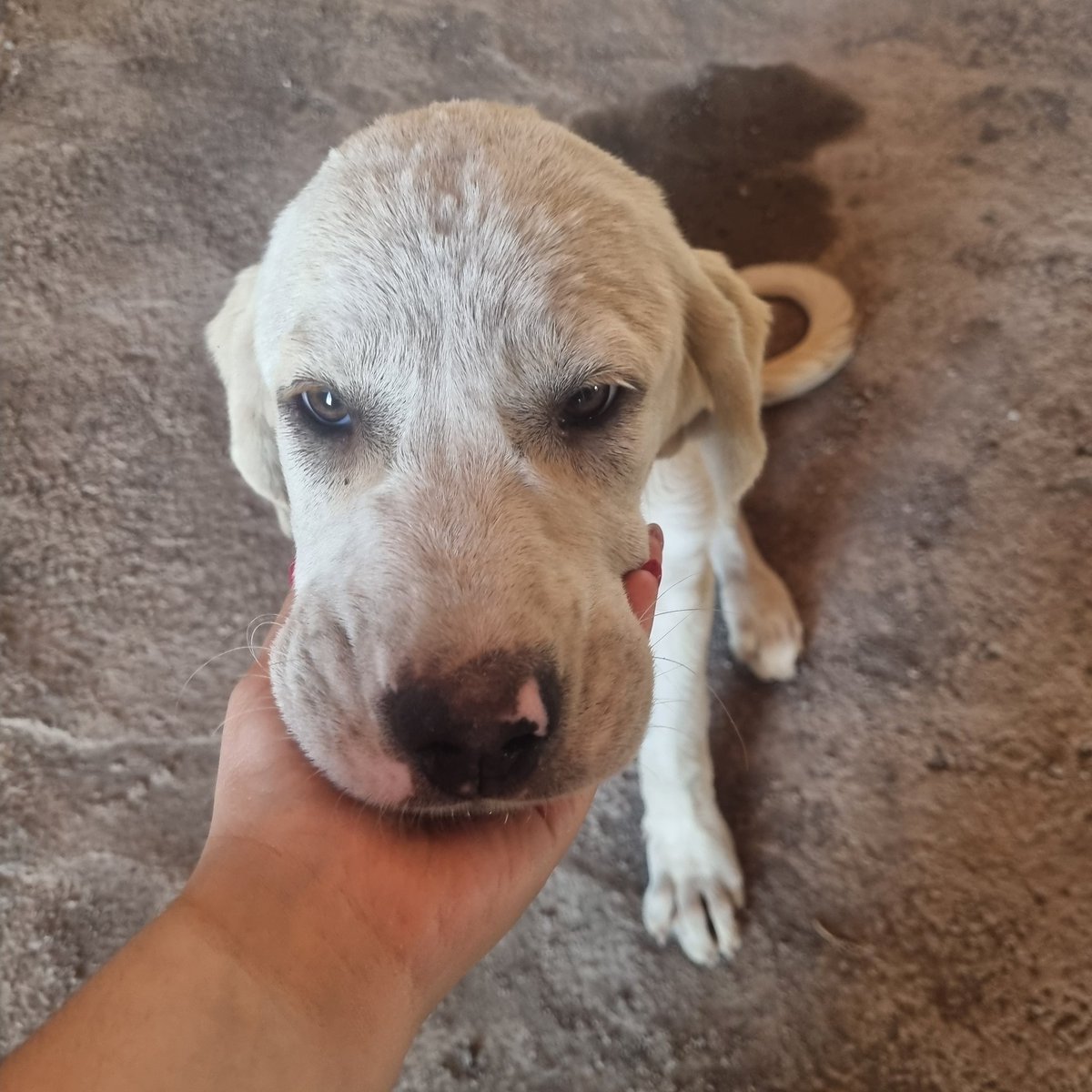 Questa stellina stupenda, futura modella, bionda naturale e fascino da vedere cerca casa! L'ho recuperata nello scorrimento veloce, al momento si trova in provincia di Catania. Fate girare per favore, spargete la voce, troviamole una casa ❤️