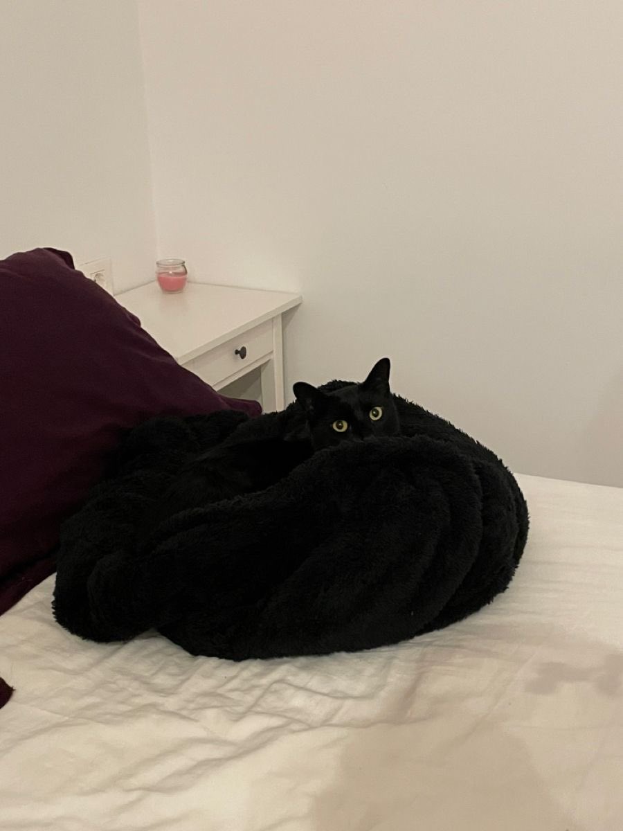 Black cats are not bad luck (@visualscat) on Twitter photo 