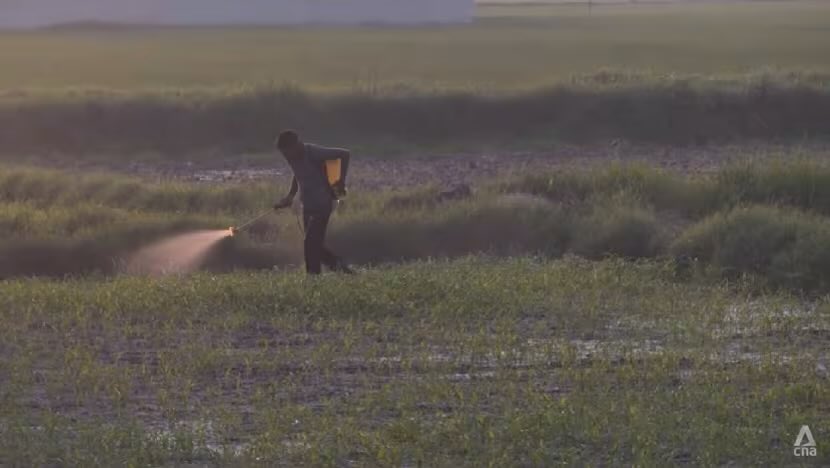 boppinmule's tweet image. Indian farmers push back against importing genetically modified crops from US ⚰️ #indiapesticides #geneticallymodifiedcrops #agriculturalpoison #Trump channelnewsasia.com/asia/india-far…