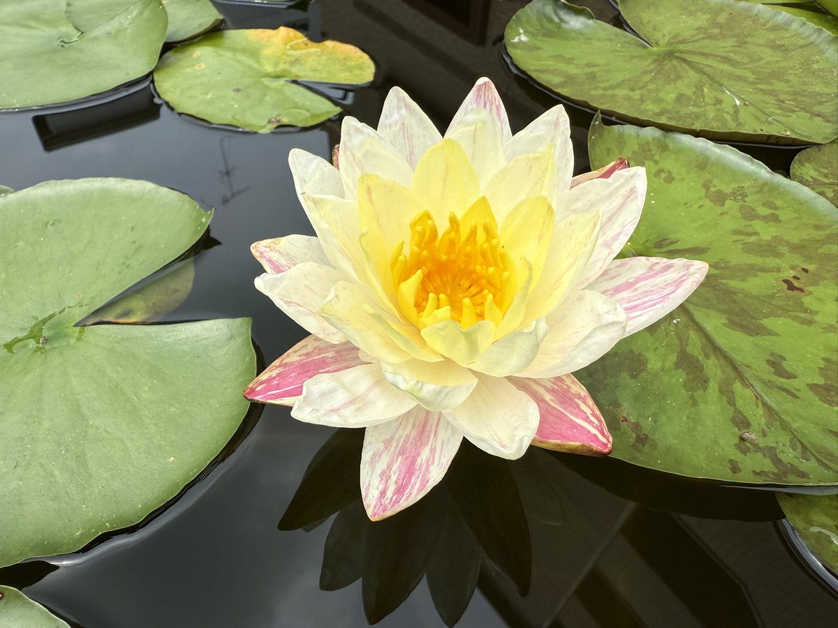 今日7/2の睡蓮農園の開花の様子です? ウボン・テープ New今年輸入した 