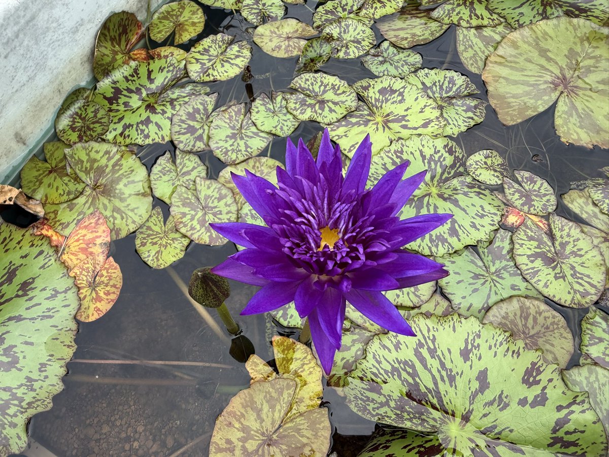 今日7/2の睡蓮農園の開花の様子です🌸 ウボン・テープ New今年輸入した