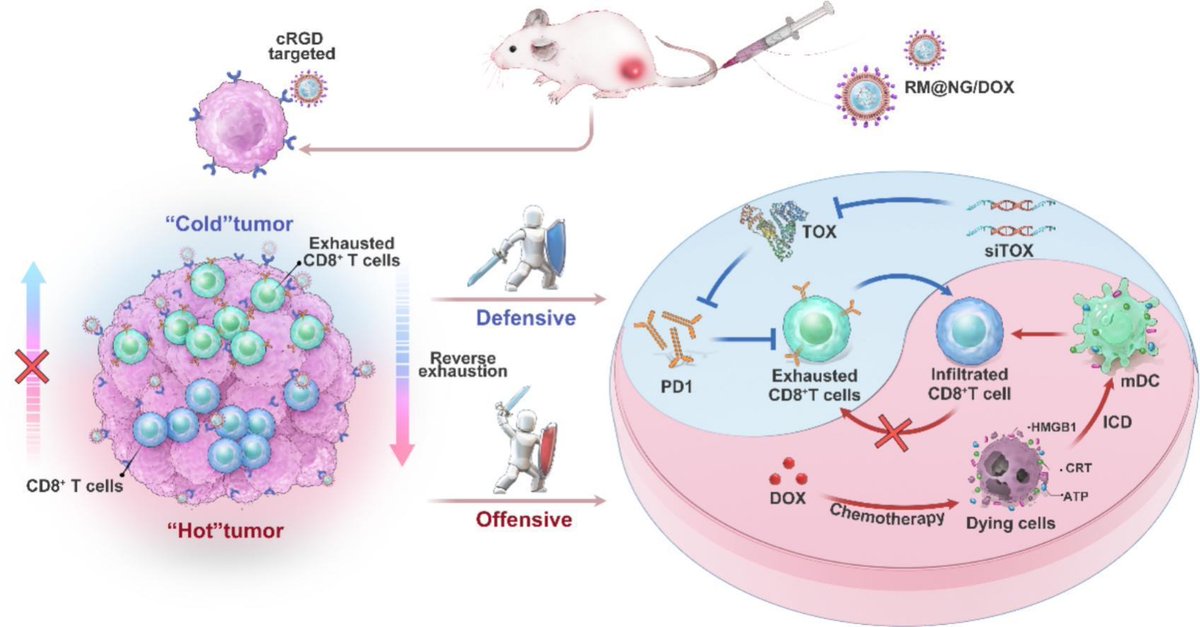 JCRnEDITORS's tweet image. Nucleic acid-based nanogels with “offensive and defensive”effects for enhanced chemo-immunotherapy.
| Jianqin Yan @QingdaoU |
[50 days' free access]
#nanogel #NucleicAcid 
kwnsfk27.r.eu-west-1.awstrack.me/L0/https:%2F%2…