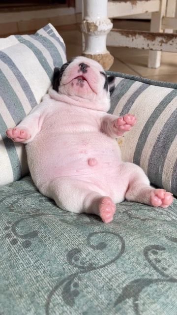 2 июля - Международный день пёселей! 🐶🧡