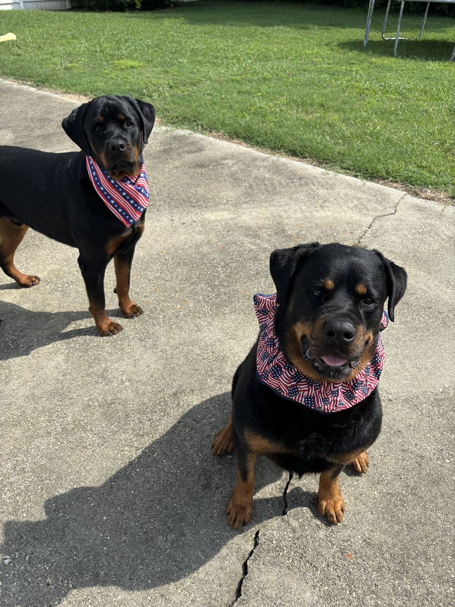 4up2date's tweet photo. Good morning X family. ☕️☕️☕️ My Patriotic Rotties. https://t.co/XqyPixwm6t