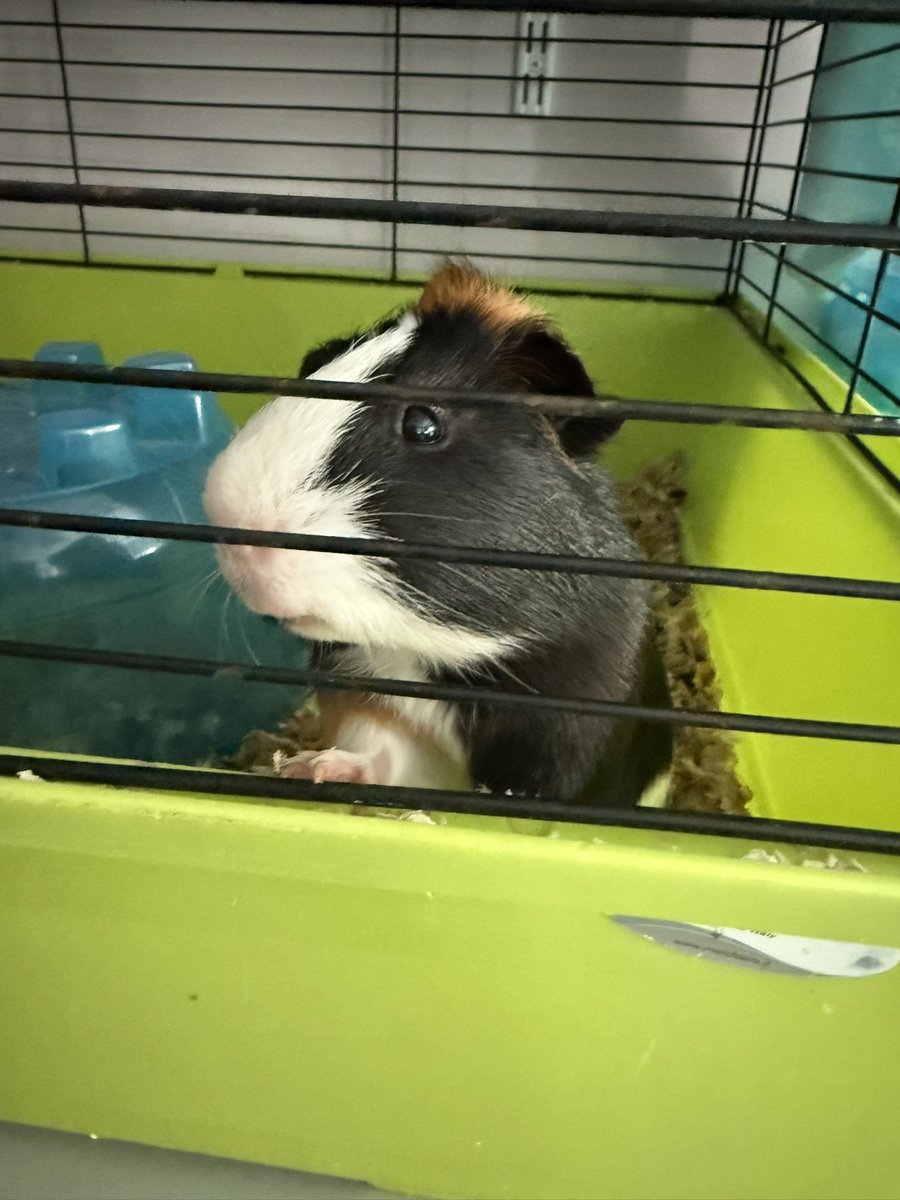 The Windmill School tweet media